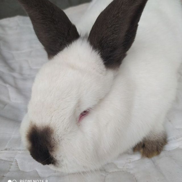 Кролики калифорния. 1 мес. Здоровые.