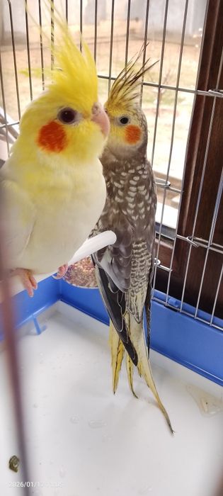 Karella popugay toti qush