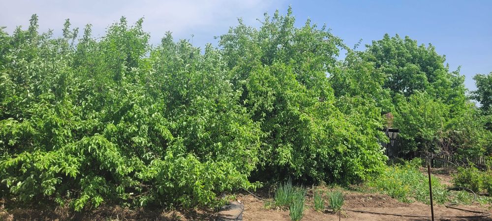 Прода Дачу, Павлодар