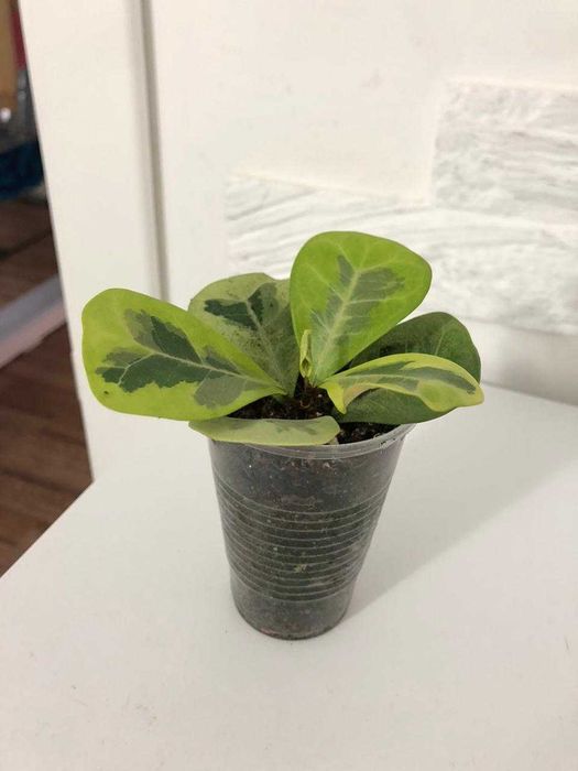 фикус коконат крем