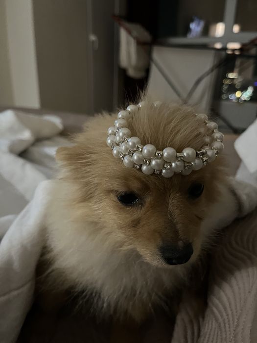 Немецский шпиц щенок