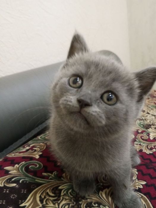 Mushuk bollari sotiladi. 800000 som. Toza qonli