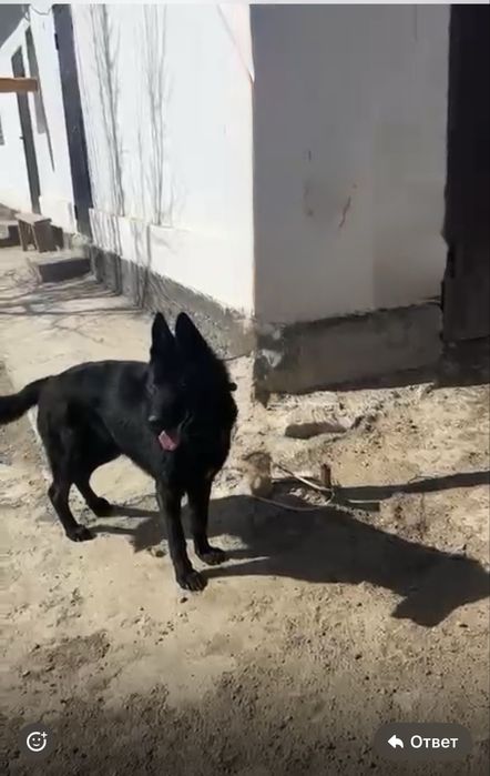 продается овчарка  1,5 лет