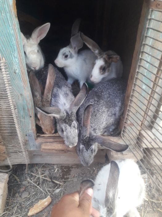 Quyon sotiladi yaxshi boqilgan