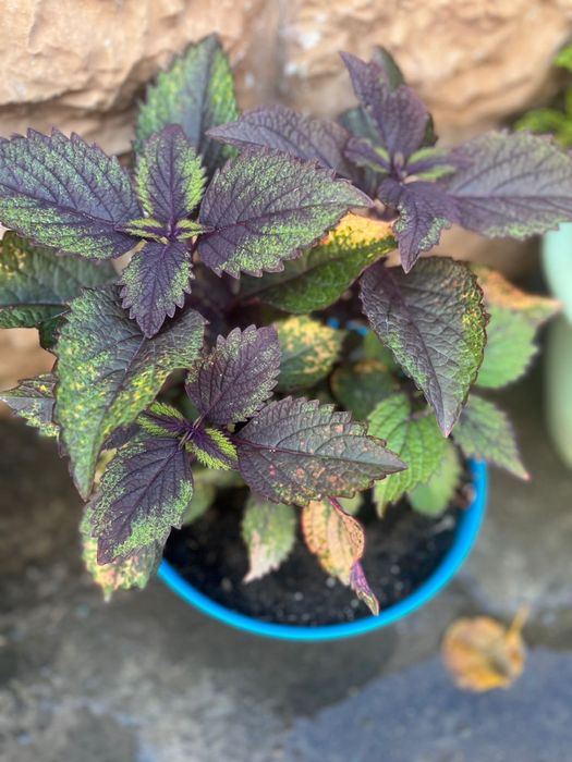 колеусы Разные         цветы.