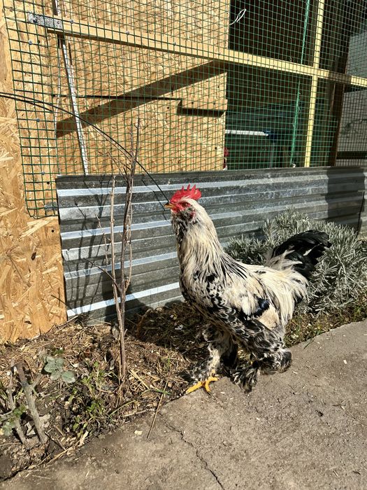 Петухи. Хурозла. Брама. Большие! Красивые!