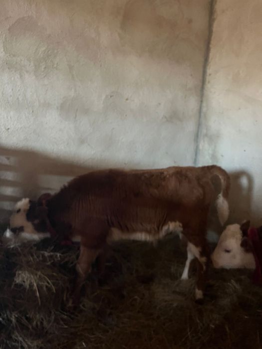 Продам Телят. Отличные бычки, 2 месяца