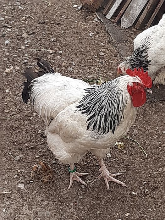 De vânzare cocosi rasa susex
