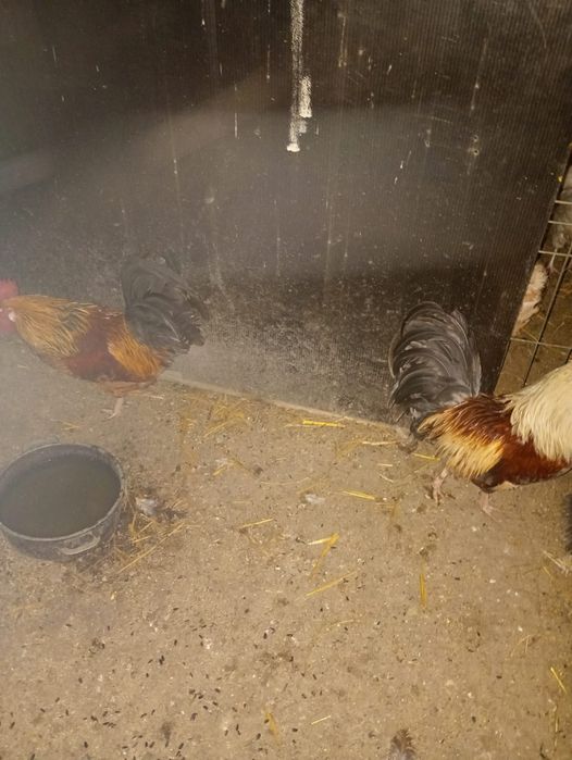 Cocoșei pitici 5 buc