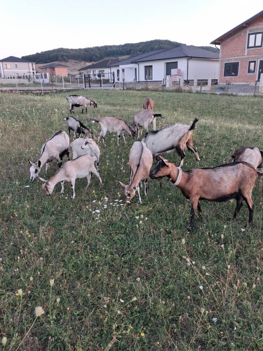 Capre de rasă alpine, ieftine la 550 lei bucata.
