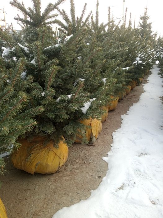 Qirim sasna va Galuboy yel archalari.