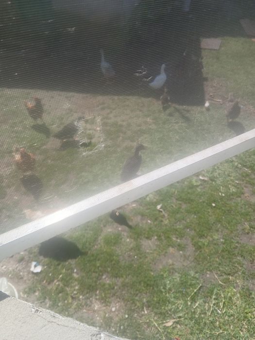 Rațe si rătoi...cocoși pentru taiat