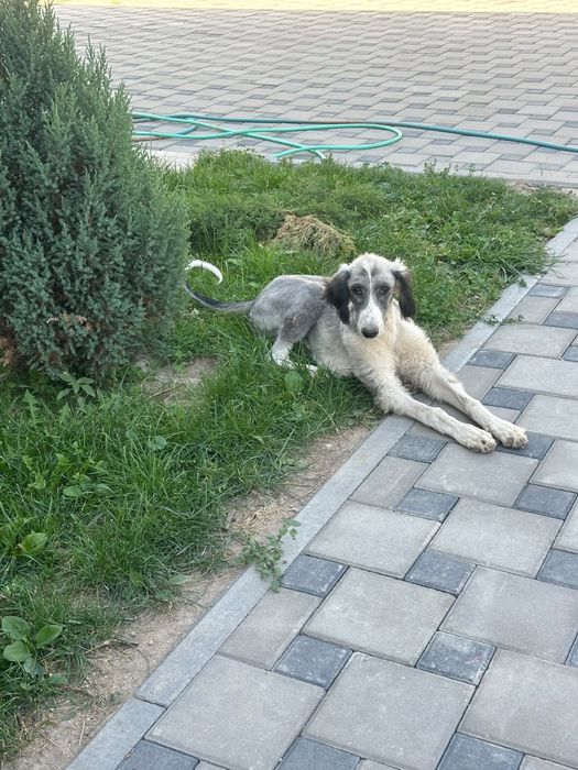 Срочно продам щенка тазы