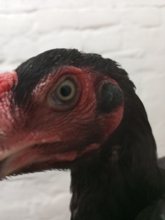 Дакан Бойцовая курица Корея чисты