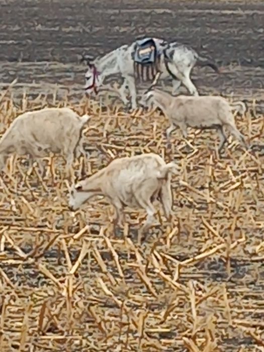 Vând magarita de oi