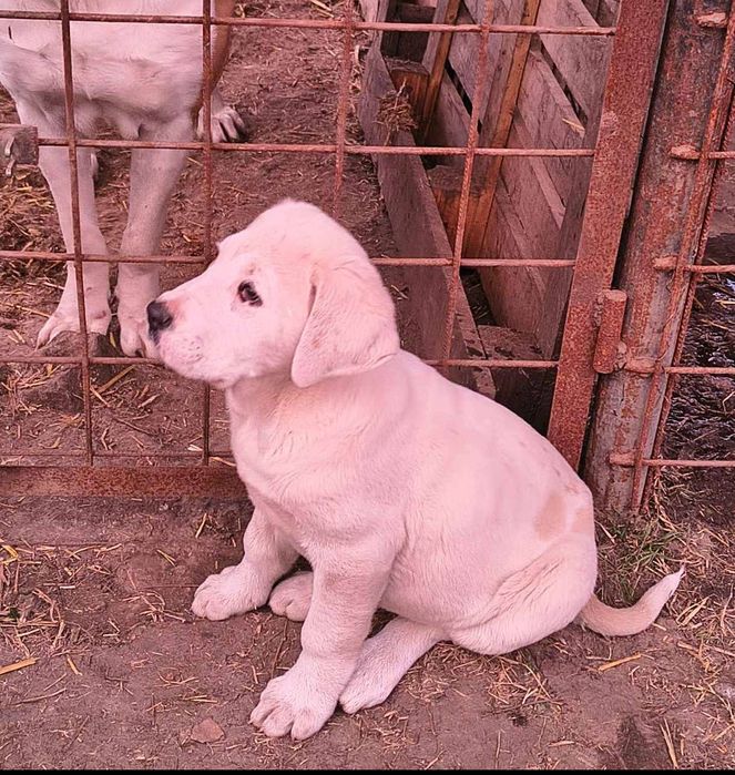 Pui Asia Centrală 1 femelă și 1 mascul ultimii