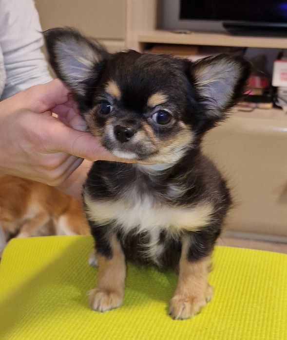 Чихуахуа девочка сука