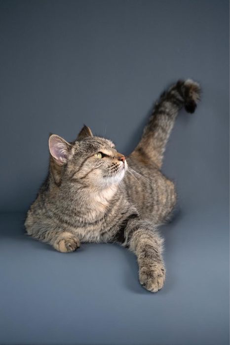 Кошка возрастом два года ищет семью