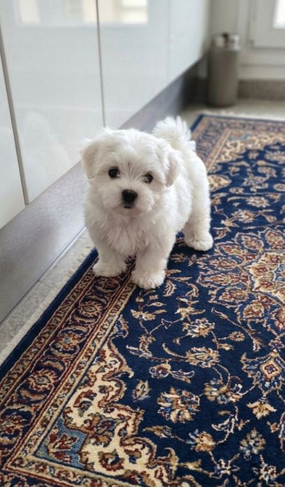 Pui de Bichon Maltez