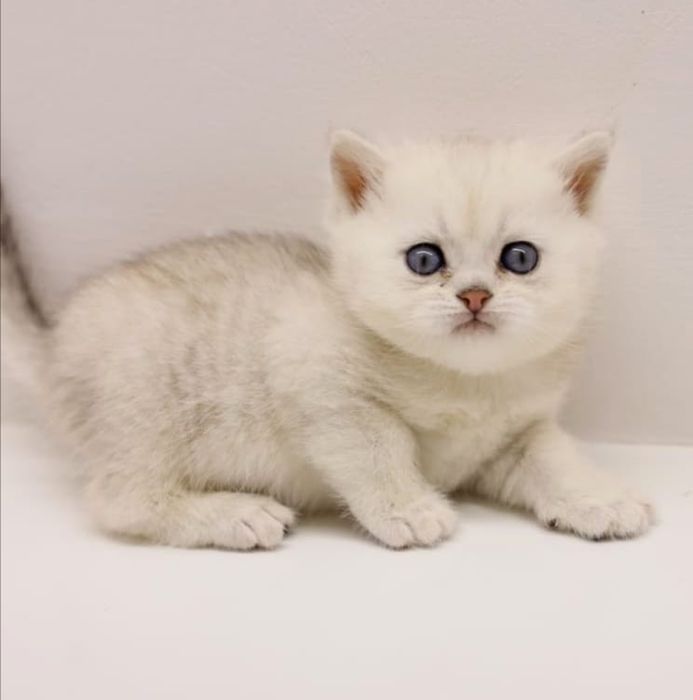 Бриташки очаровашки  зеленоглазые