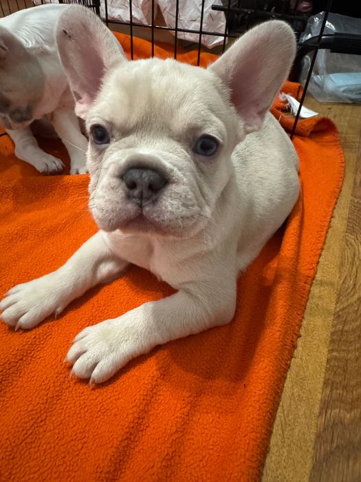 Френски булдози- бебета