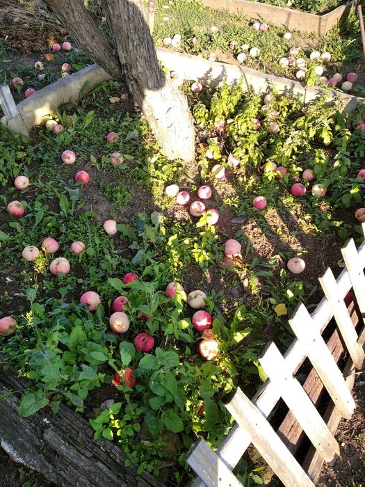 Продам дачу Тимирязева