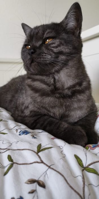 Скотиш Страйт котенок .