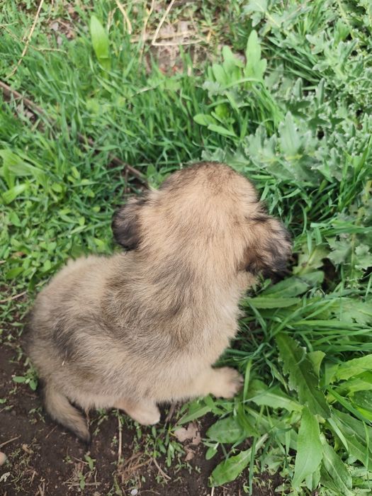 Щенок мальчик пёс собака кобель