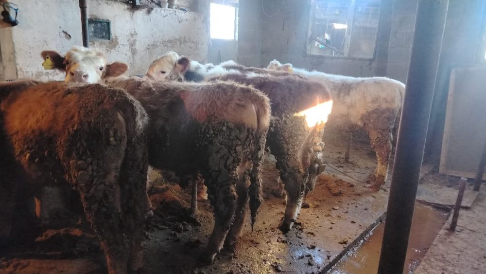 Продам бычков 20 голов