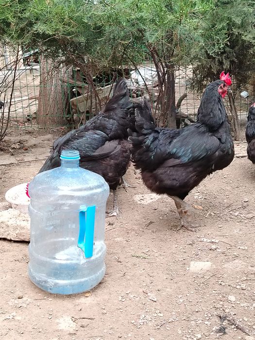 Qora shahzoda tuhumlari sotiladi