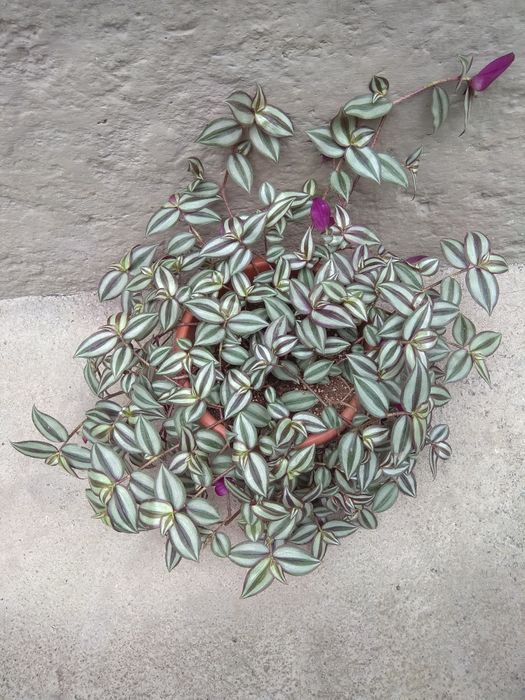 Комнатные растения . Традесканция Зебрина.  Хлорофитум.