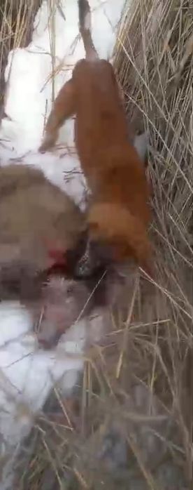 Рабочий 2 жасар Казаки Тазы