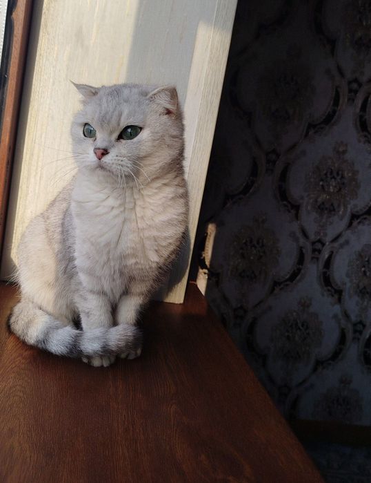 Скоттиш фолд серебристая шиншилла