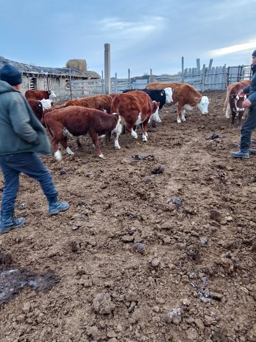 Продам бычков 2 гол