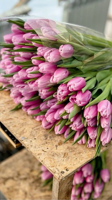 Тюльпаны на праздник | Астана