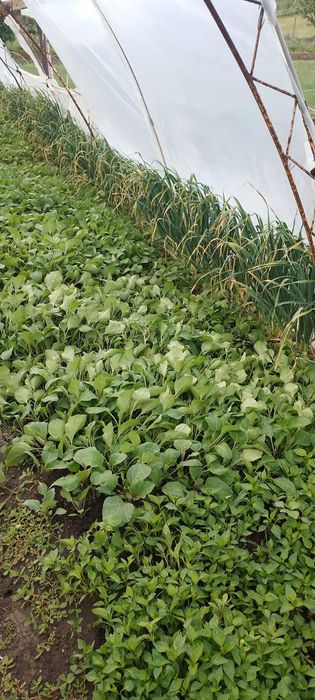 Продавам разсад на едро