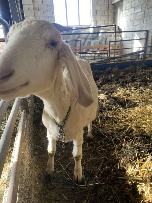 Продам коз молочный