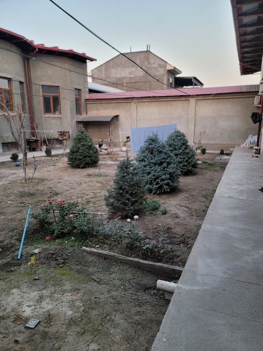 Голубая ЕлкатБельгия