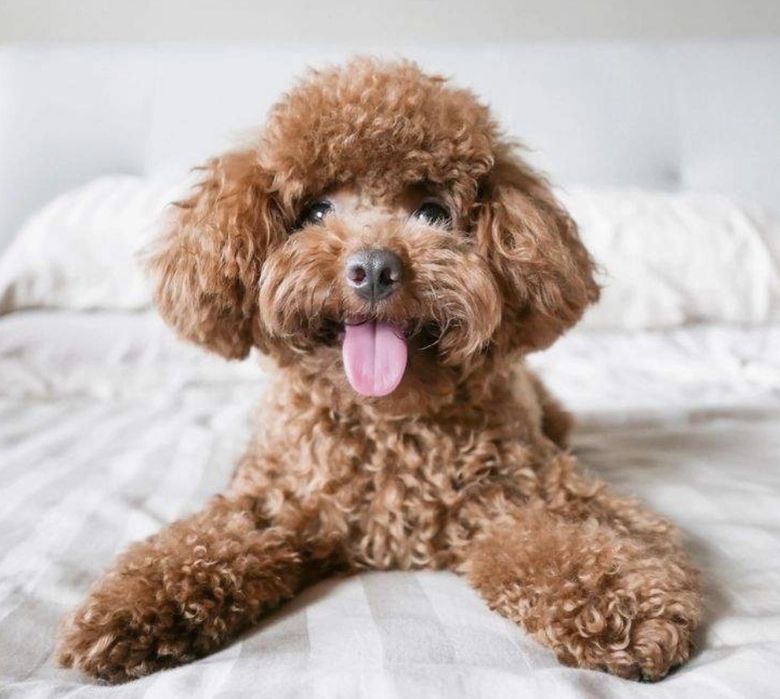 Dog sitting - iubitoare de animale