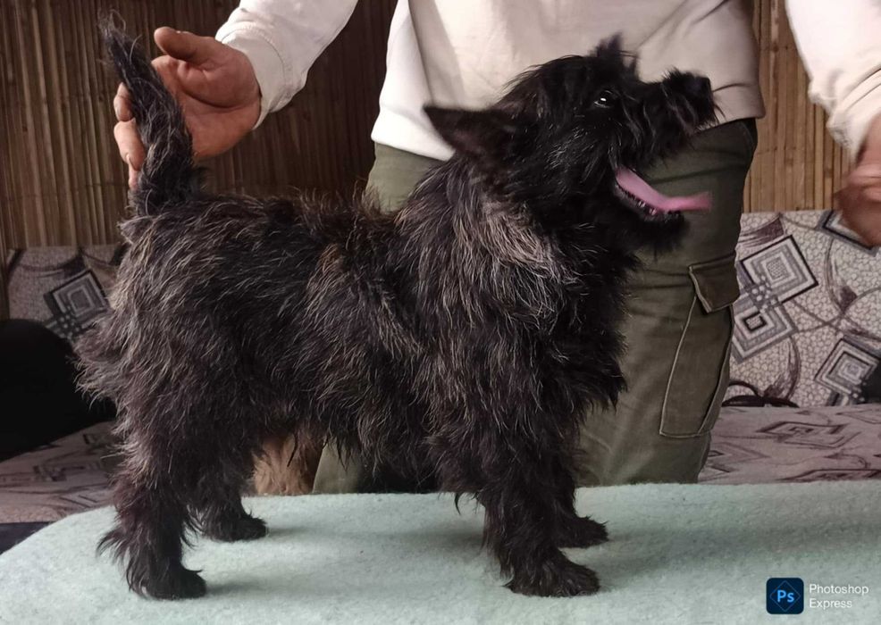 Cairn terrier mascul