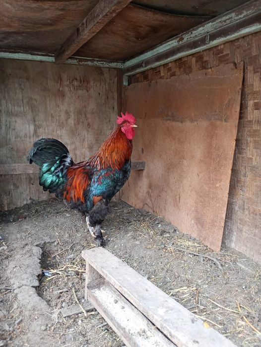 Әтеш,  қораз. Петухи