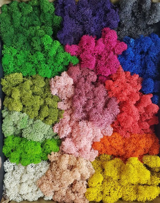 Скандинавски мъх 6 лв. за 100 г.