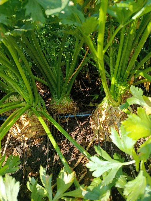 Țelină de vânzare