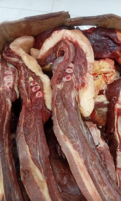 Конина молодая 3000