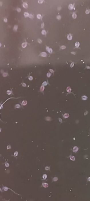 Стартова култура моини.