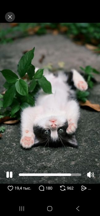 Котёнок в хорошие руки
