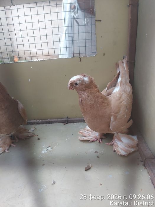 Голуби нават маладые