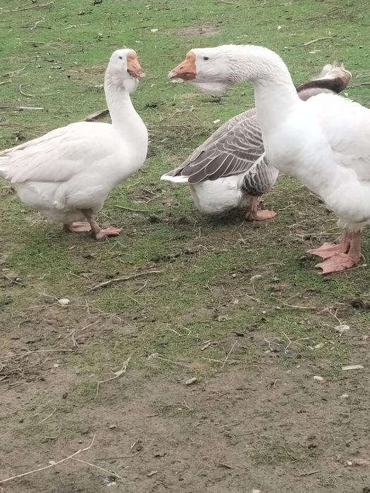 Гуси Холмагор продается