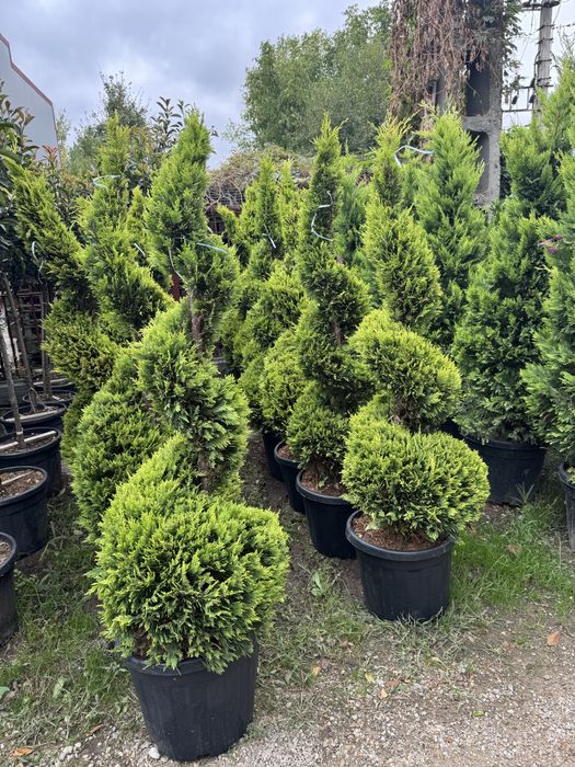 Plante decorative pentru gradina ta