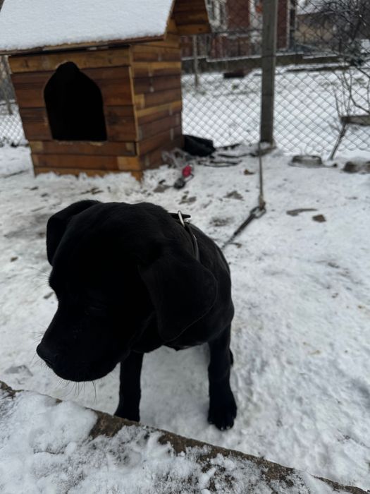 Ego Cane Corso Его Кане Корсо